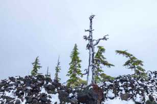 Firs of McKenzie Pass-7772